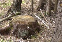 Pavasaris Giluišgiryje (2 dalis)