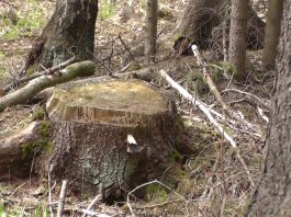 Pavasaris Giluišgiryje (2 dalis)