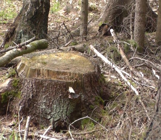 Pavasaris Giluišgiryje (2 dalis)