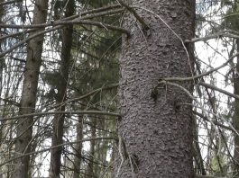 Pavasaris Giluišgiryje (3 dalis)