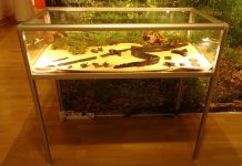 „Jotvingių eldoradas“ sugrįžo į Suvalkus