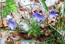 Pavasaris Giluišgiryje