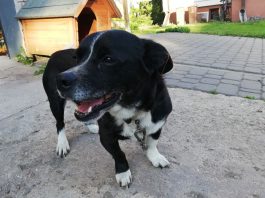 Jurgita Stankauskaitė. Apė kaimyno šunį