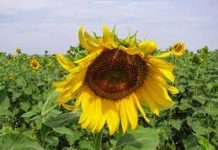 RUDENS GĖRYBIŲ ŠVENTĖ SU PROZA IR DAINA Suvalkuose
