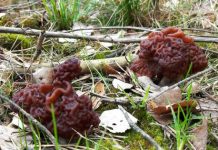 Jurgita Stankauskaitė. Grybų jau gal nėr, nor galiu ir meluoc…