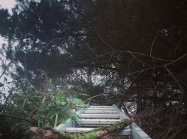 Jurgita Stankauskaitė. Tamsėja