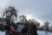 Jurgita Stankauskaitė. Apžvalga