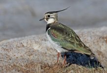 Jurgita Stankauskaitė. Vanellus vanellus. Šeštadienio dangus