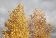 Auksinis ruduo Suvalkuose