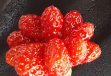 Gamta nemėgsta vienumos