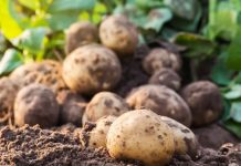 Ūkininkų siaubas – bulvių ligos: kas gali sunaikinti visą derlių