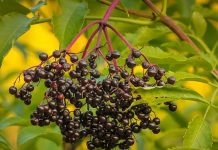 Stebuklingo fėjų medžio istorijos ir receptai (I dalis)