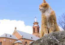 Naujas klebonas atvyks be legendinio katino, kuris išlaiko save, brolį, bičiulį šunį, o prireikus paskolina pinigų ir kunigui