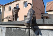 Marijampolės katinų beieškant